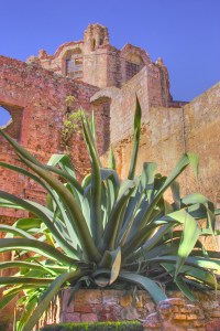 agave